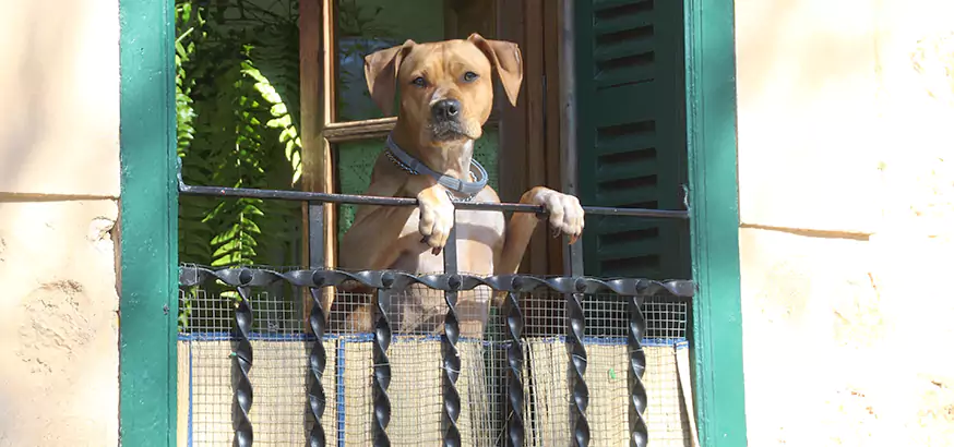 Top Rated Pet Screen Door Repair in West Lealman, FL